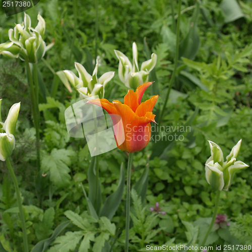 Image of Tulips