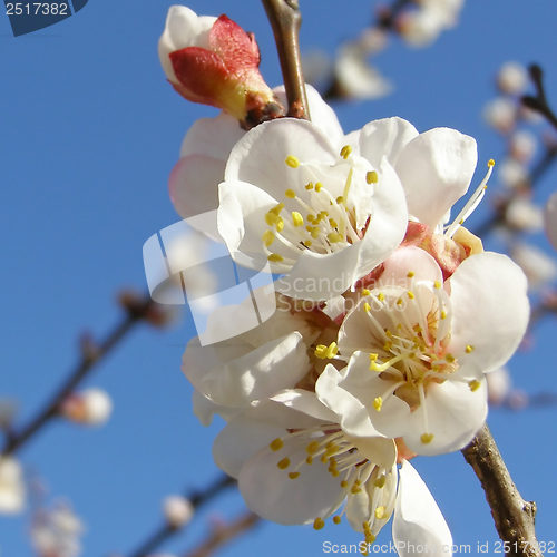 Image of Fruit tree flowers