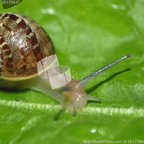 Image of Snail slug