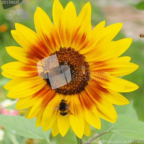 Image of Sunflower flower