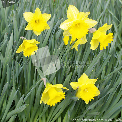Image of Daffodils picture