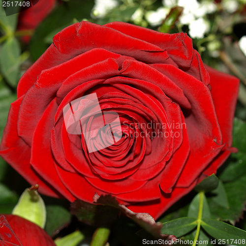 Image of Rose picture