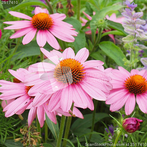 Image of Daisy flower