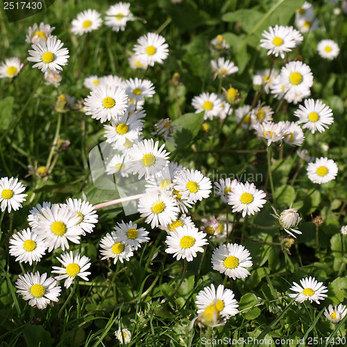 Image of Daisy picture