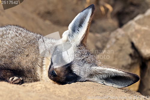 Image of Bat-eared fox