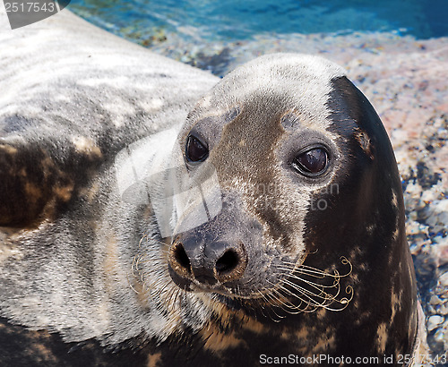 Image of Grey seal