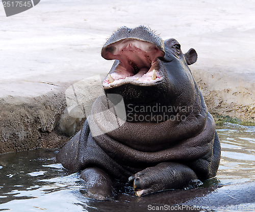 Image of Hippo