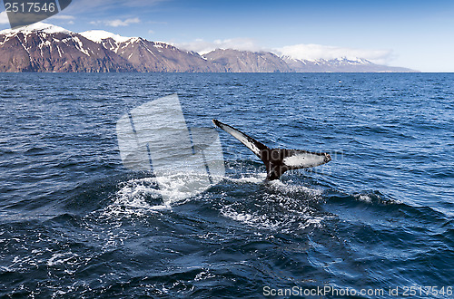 Image of The tail of a humpback whale