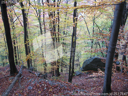 Image of Autumn Forest
