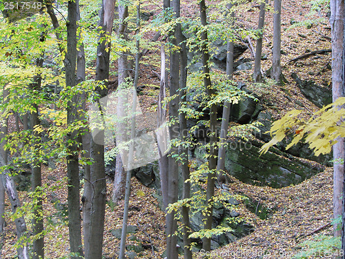 Image of Autumn Forest