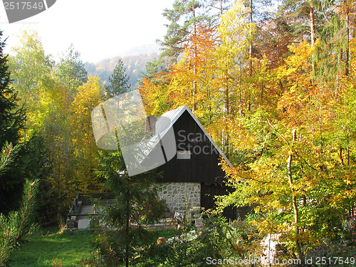 Image of Autumn Forest