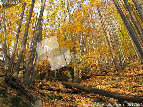 Image of Autumn Forest