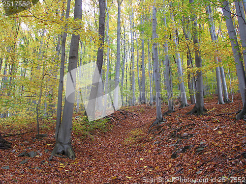 Image of Autumn Forest