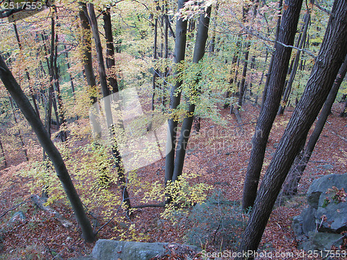 Image of Autumn Forest