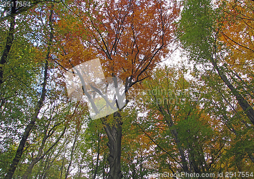 Image of Autumn Forest