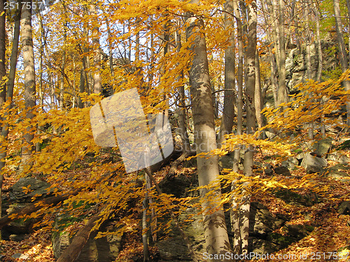 Image of Autumn Forest