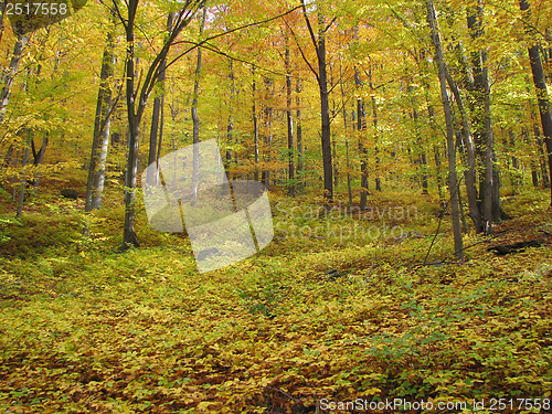Image of Autumn Forest