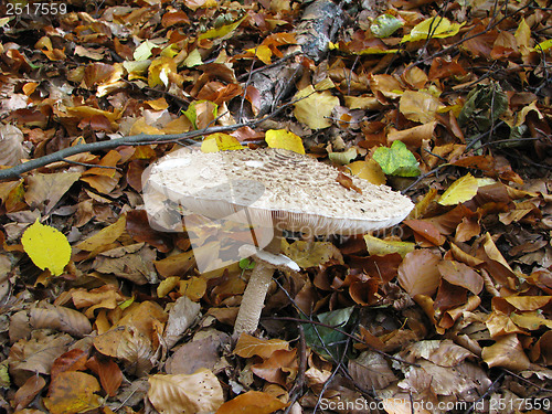 Image of Autumn Forest