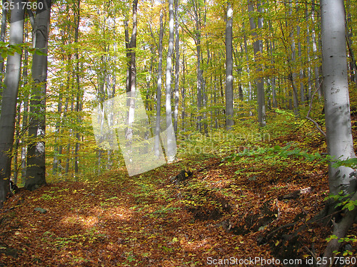 Image of Autumn Forest