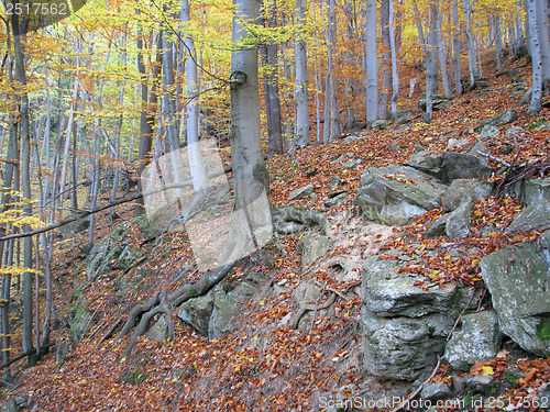 Image of Autumn Forest