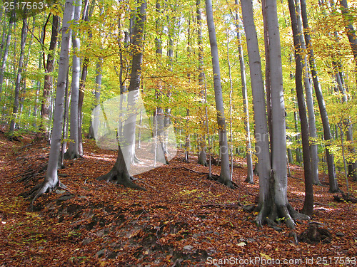 Image of Autumn Forest