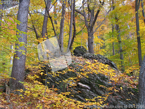 Image of Autumn Forest