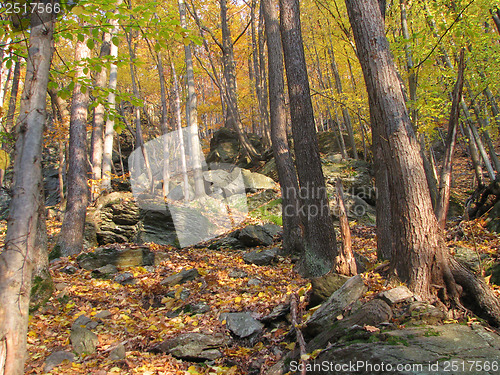 Image of Autumn Forest