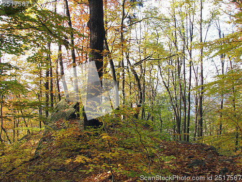 Image of Autumn Forest