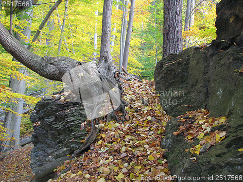 Image of Autumn Forest