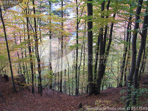 Image of Autumn Forest