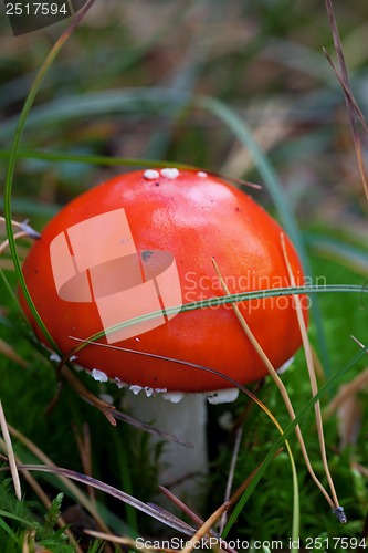 Image of Amanita muscaria mushroom in grass