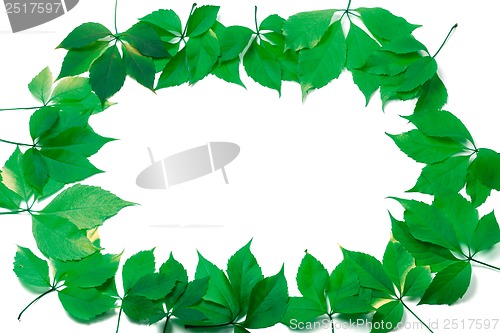 Image of Green leaves frame on white background