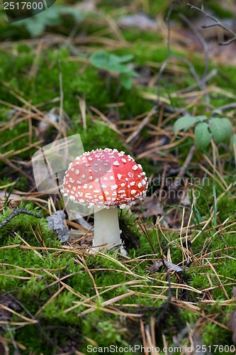 Image of Red amanita muscaria mushroom in moss