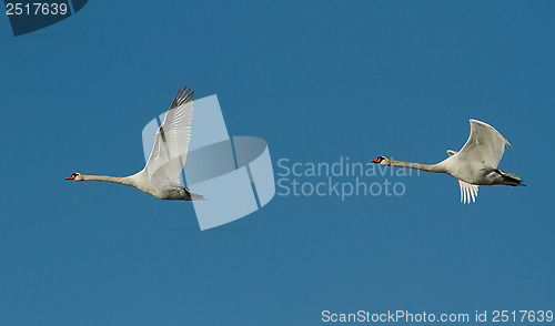 Image of Muted Swan in flight