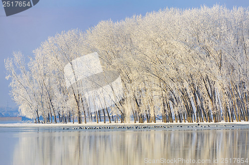 Image of Frosty winter trees 