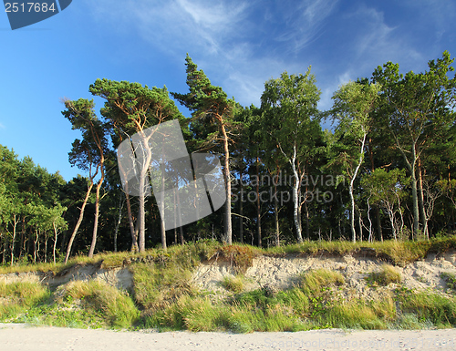 Image of Forest and sky.