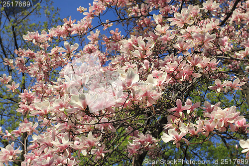 Image of Magnolia tree blossom