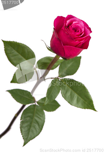 Image of Pink rose