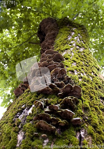 Image of mushroom