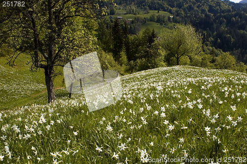 Image of narcis