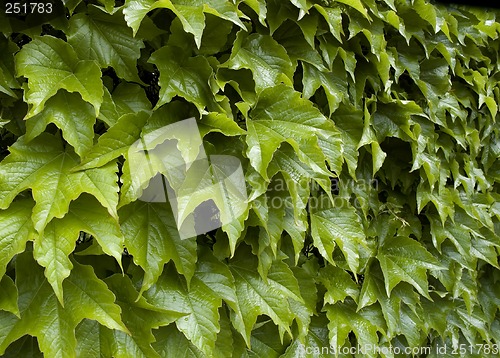 Image of leaves