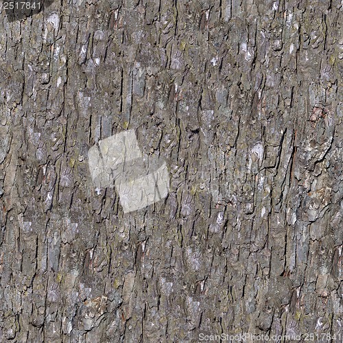 Image of Pine Bark. Seamless Tileable Texture.