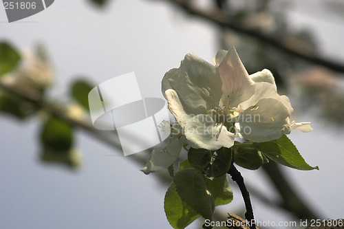 Image of apple blossom