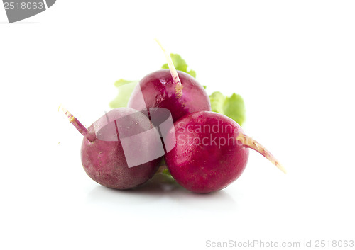 Image of Small garden red radish