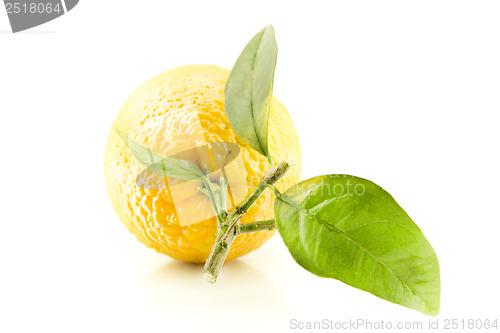 Image of Sweet Orange Fruit with leaves