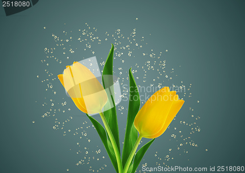 Image of  yellow spring tulips