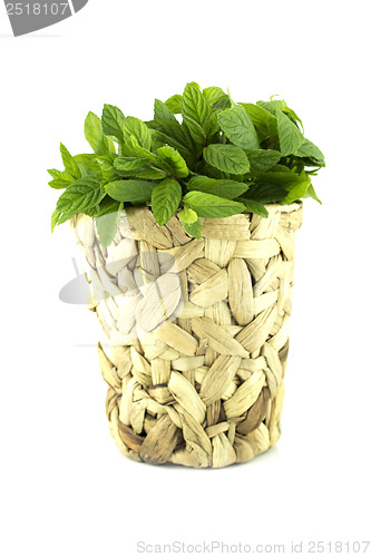 Image of fresh green mints