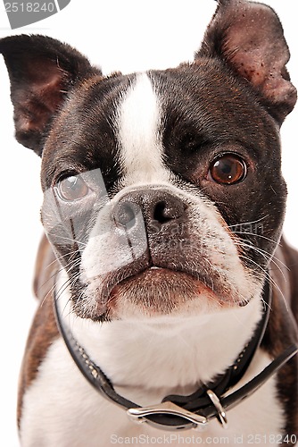 Image of Boston Terrier Dog Close-up