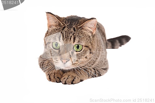 Image of Green-eyed cat on White