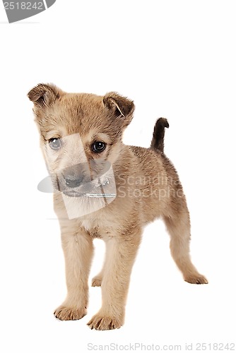 Image of Brown Puppy on White